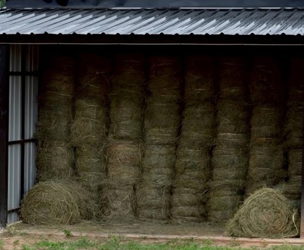 บริการหญ้าแพงโกล่า (Pangola Grass)